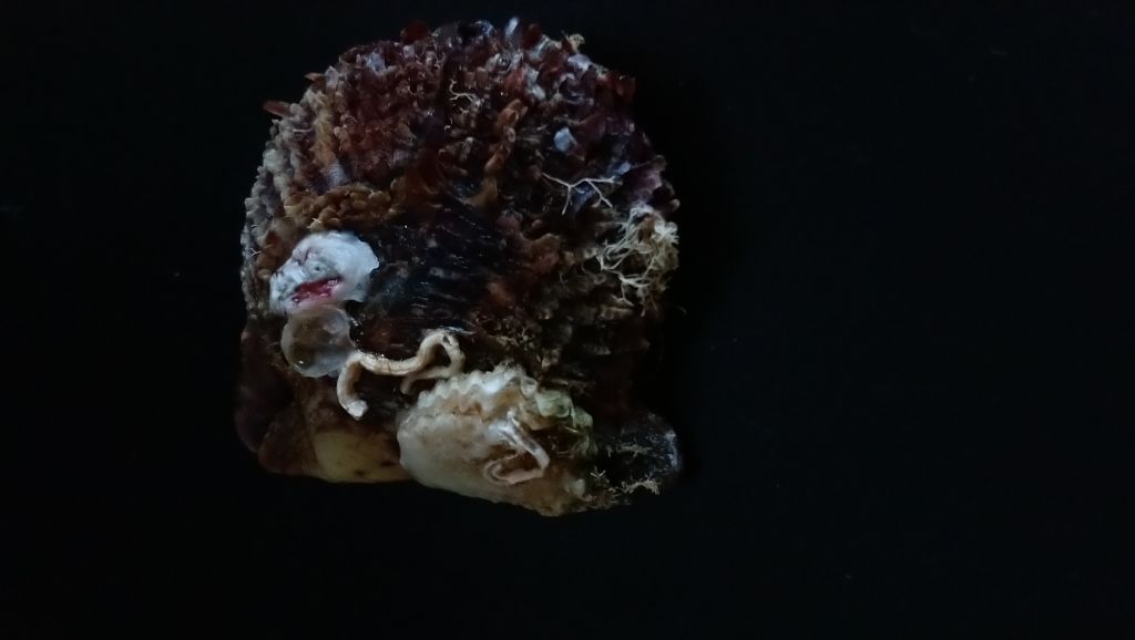 crassostrea saccostrea o altro